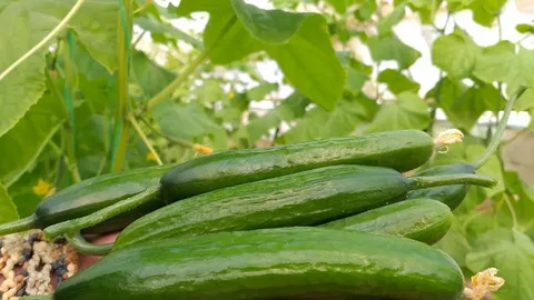 تصویر 4 از قیمت خرید خیار سبز گلخانه ای + فروش ویژه